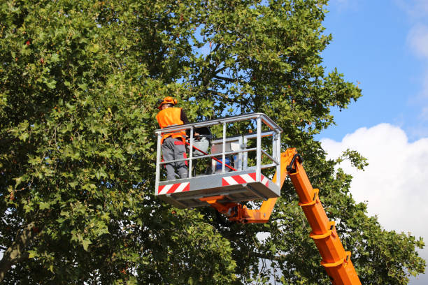 Best Tree Risk Assessment  in Hanscom Af, MA