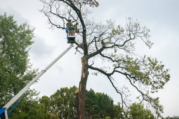 Why Choose Our Tree Removal Services in Hanscom Af, MA?