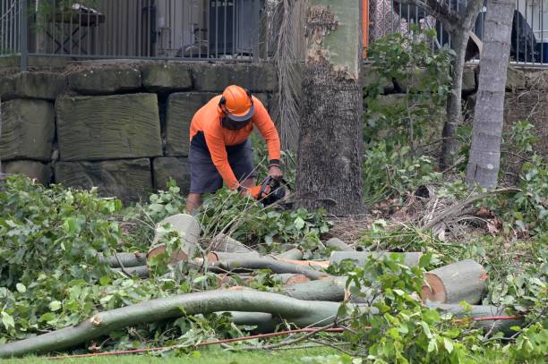 Professional  Tree Services in Hanscom Af, MA